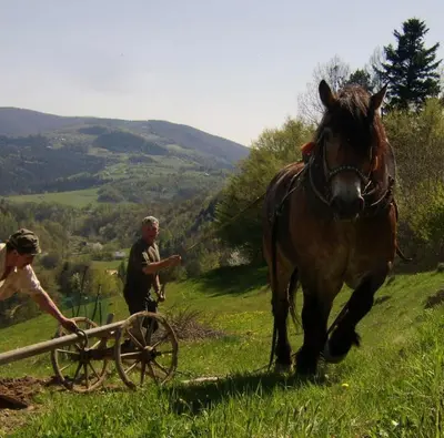 a man leading a horse pulling a cart in a field at Agroturystyka Millerówka in Kamionka Mała