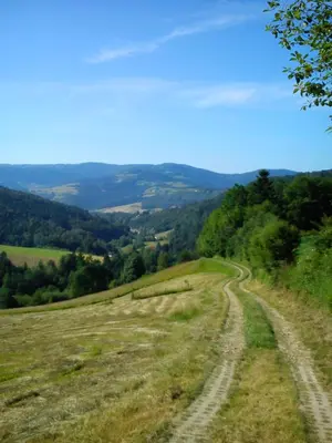 a dirt road in the middle of a field at Agroturystyka Millerówka in Kamionka Mała