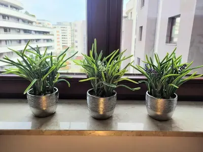 three potted plants sitting on a window sill at Apartment Sophie 3 rooms, 2 bathrooms, 8 persons in Kraków