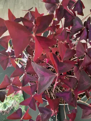 a plant with red leaves in a pot at Apartament Emmi in Imielin