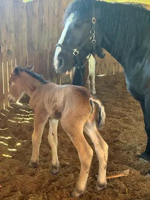 a horse standing next to a baby horse at Koperkowe Rancho Beskid Wyspowy Domek Małopolskie KAMIONNA in Kamionna