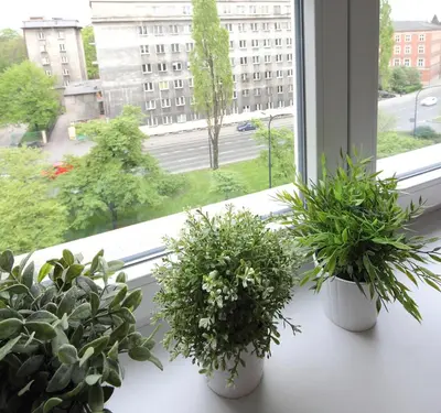 two potted plants sitting on a window sill at Aleja Słowackiego 18 by Homeprime in Kraków
