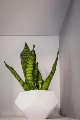 a green plant in a white planter on a wall at Old Railway Station view Lubicz Residence WAWELOFTS in Kraków
