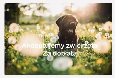 a black dog sitting in a field of flowers at Noclegi DobraNocka in Sąspów