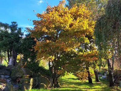a tree with yellow leaves on it in a field at Brzozowy Zakątek in Bochnia