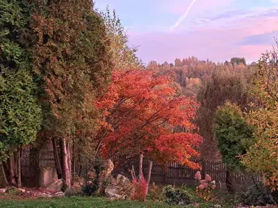 a garden with colorful trees and a fence at Brzozowy Zakątek in Bochnia