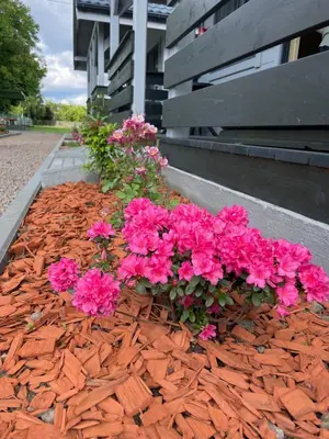 a bunch of pink flowers in front of a building at Brzozowy Zakątek Zator in Zator