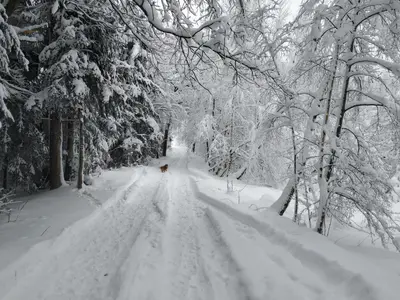 a snow covered road in a forest with trees at Domek w Bieńkówce in Bieńkówka