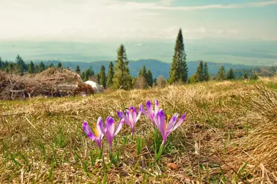 a group of purple flowers in the grass at Osada Pod Turbaczem in Nowy Targ