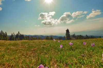 a field of purple flowers in a grassy field at Osada Pod Turbaczem in Nowy Targ