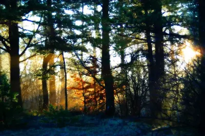a forest with the sun shining through the trees at Chata pod 7 lipami in Jaworzna