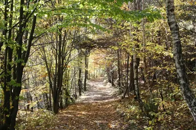 a path through the woods in the fall at Chata pod 7 lipami in Jaworzna