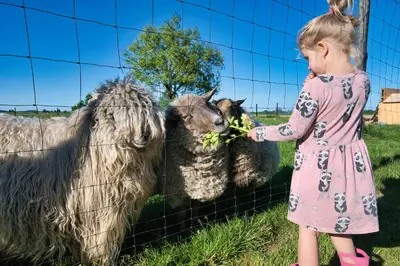 a little girl feeding two sheep behind a fence at 3 Stodoły-domek 1 in Zator