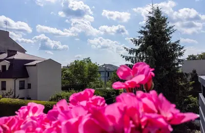 a pile of pink flowers in front of a tree at Wlodarska 4a Apartament Premium in Kraków