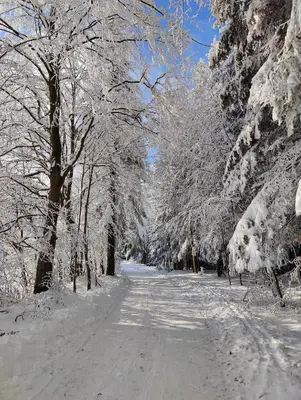 a snow covered path in a park with snow covered trees at Zacisze na Wzgórzu in Zawoja