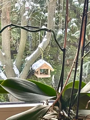 a bird house in a window with a plant at Uroczy dom i bezpłatny parking in Mników
