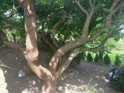a tree with a bunch of twisting branches at Uroczy dom i bezpłatny parking in Mników