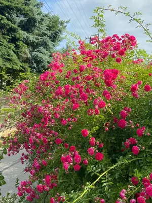 a large bush of pink flowers on the side of a street at Uroczy dom i bezpłatny parking in Mników
