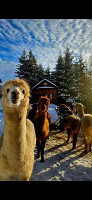 a group of llamas are running in the snow at Alpakowy raj in Nowy Targ