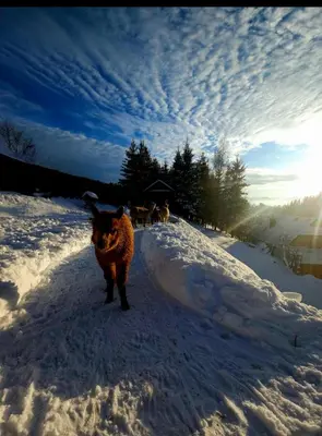 a dog standing in the snow in the snow at Alpakowy raj in Nowy Targ