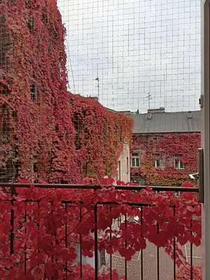 a building covered in red ivy next to a building at Plantyna in Kraków