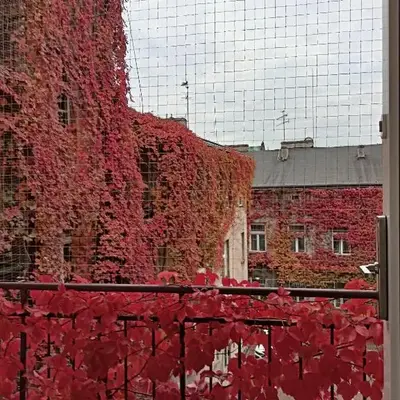 Plantyna