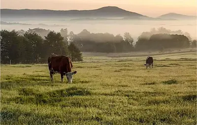 two cows grazing in a field of grass at 3 Bedroom Awesome Apartment In Klucze in Klucze