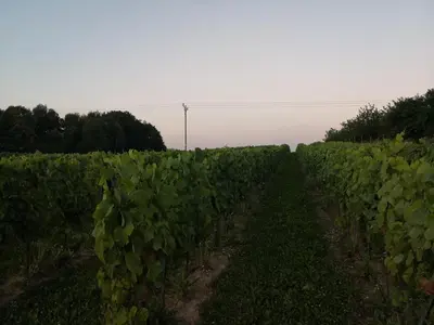 a field of green vines in a field at Domek na Winnicy Zagrabie in Rybna