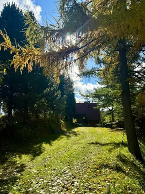 a tree in a field with a house in the background at Domek pod Modrzewiem in Nowy Targ