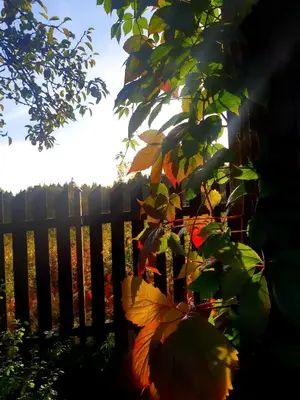 a tree with leaves in front of a fence at Domki na granicy - Kocoń in Jeżowski Dział