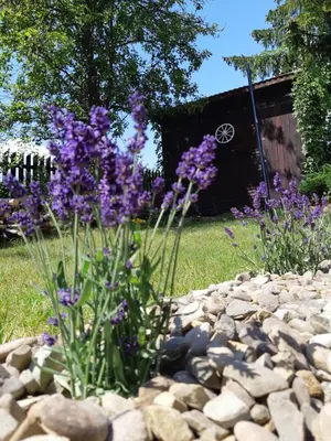a bunch of purple flowers in a rock garden at Domki na granicy - Kocoń in Jeżowski Dział