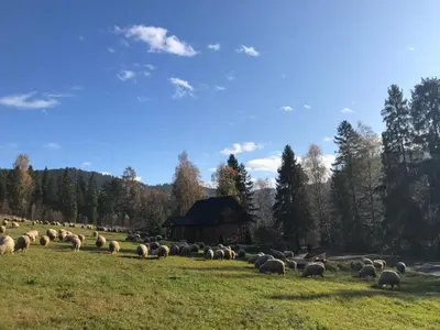 a herd of sheep grazing in a field at Domek w górach in Nowy Targ