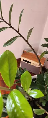 a green plant sitting next to an electronic device at Nature in Kraków