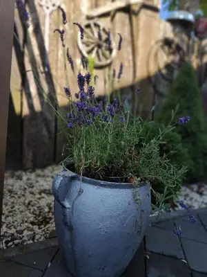 a blue planter with purple flowers in it at Makowy domek in Maków Podhalański