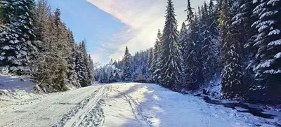 a snow covered road with snow covered trees and a house at Bacówka Polanki in Obidowa