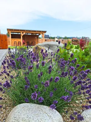 a bouquet of purple flowers in a garden at Szczyt Beztroski- Domki Wellness Balia & Sauna in Nowy Targ