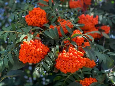 a bunch of orange berries on a tree at Agroturystyka ,Jarzębina' in Harkabuz