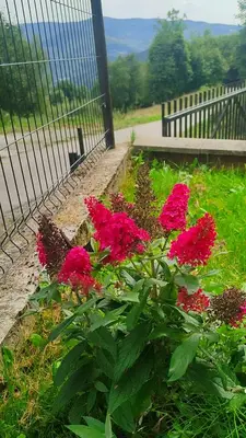a garden with pink flowers next to a fence at Zawoja u Zbója in Zawoja