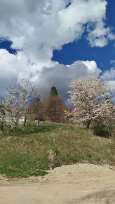 a field with white trees and a cloudy sky at Wypoczynek u Agnieszki in Ochotnica Górna