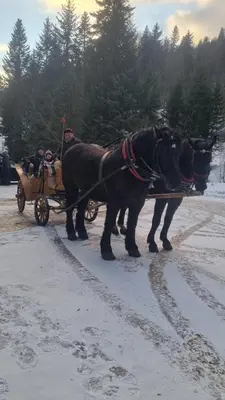 a horse pulling a cart with a man in it at Apartament Guziczek in Nowy Targ