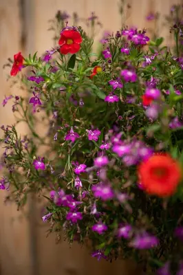 a bunch of red and purple flowers in a bouquet at Biwak u Gazdy in Gosprzydowa
