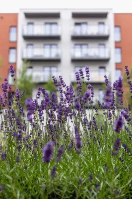 a field of purple flowers in front of a building at Beautiful Apartment Klimeckiego with balcony by Noclegi Renters in Kraków