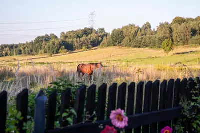 a horse standing in a field next to a fence at Miętowe Zacisze Zator in Laskowa