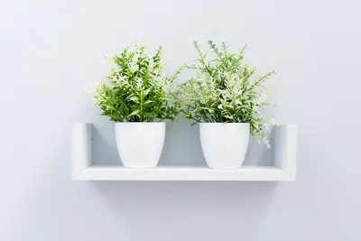 two plants in white pots on a shelf at Długa 14 by Homeprime in Kraków