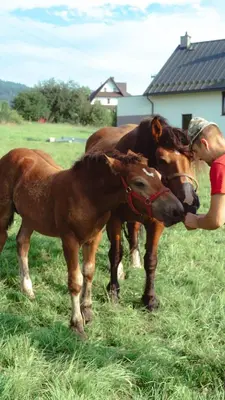 a man standing next to two horses in a field at Noclegi i Agroturystyka Dorota Rusnak in Poręba Wielka