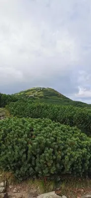 a large green bush with a hill in the background at Dom Gościnny Zawoja in Zawoja