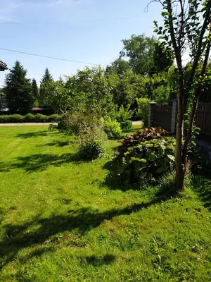 a yard with a tree and some bushes at Dom Gościnny Zawoja in Zawoja