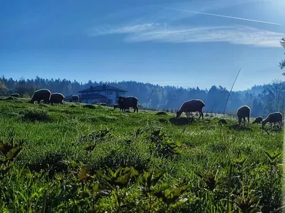 a herd of animals grazing in a field of grass at Stara Plebania in Ponice