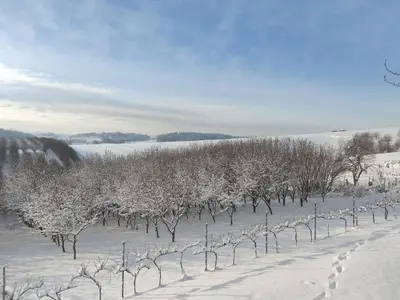 a row of trees are covered in snow at Holiday Home Moja Mała Toskania by Interhome in Cisowa