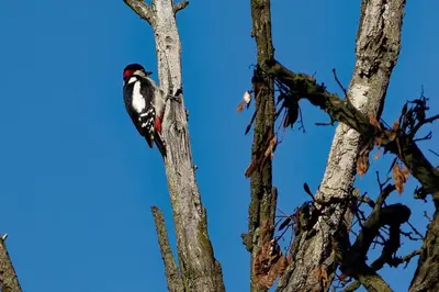a bird perched on the top of a tree at Agroturystyka Podzamcze in Krzeszowice